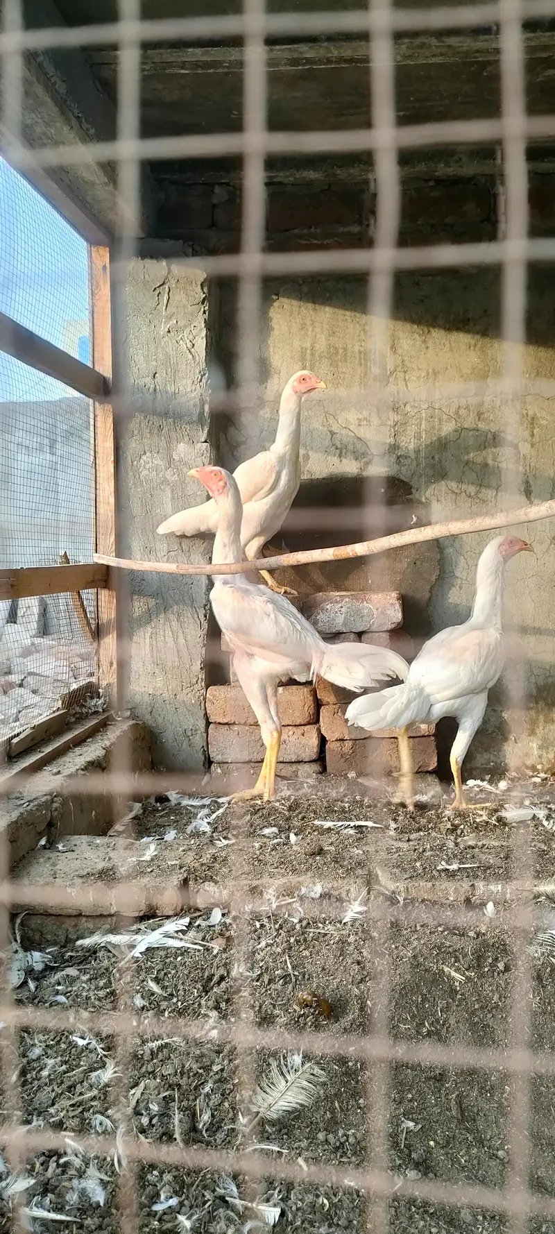 wight shamo aseel chicks — photo 3