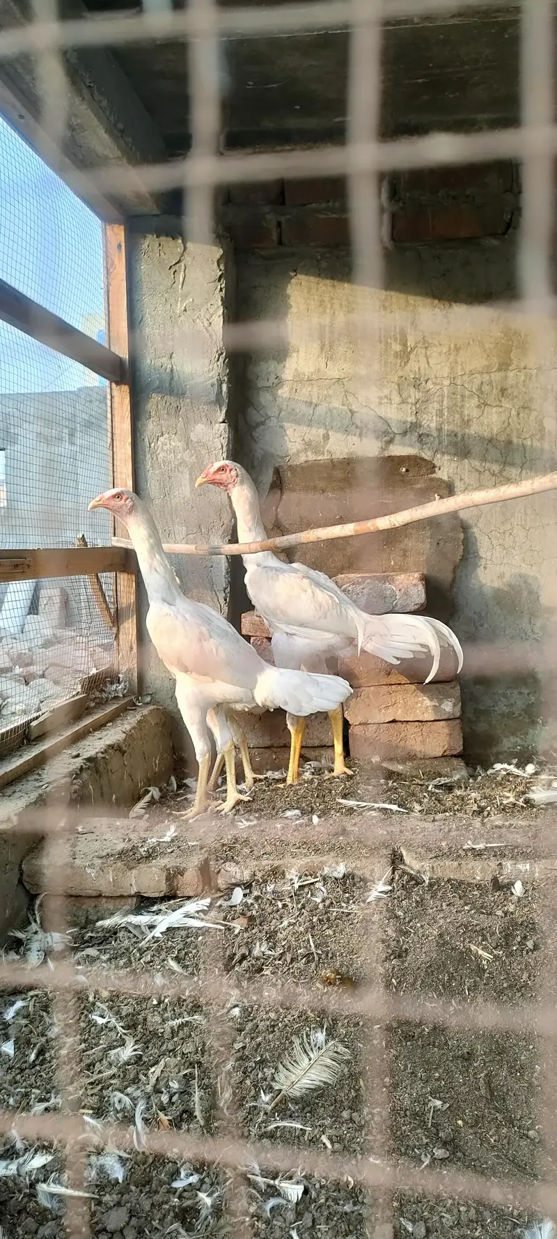wight shamo aseel chicks — photo 4