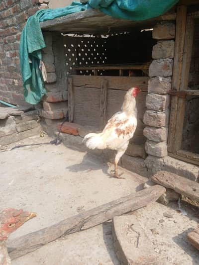 Aseel  Murgha For sale Healthy and Fully Active
