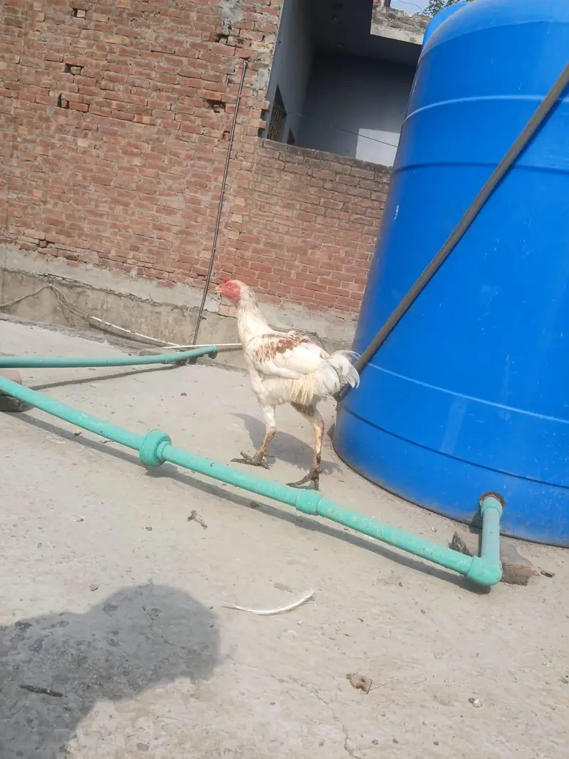 Aseel  Murgha For sale Healthy and Fully Active — photo 2