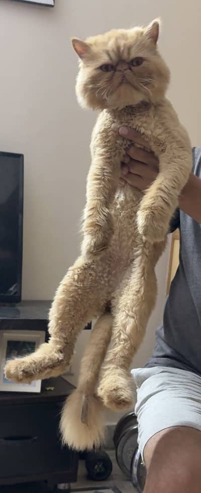 Peke male long coat