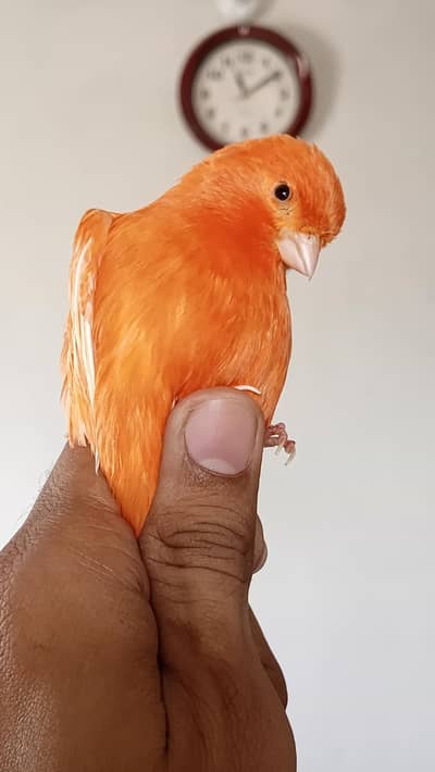 singing canary