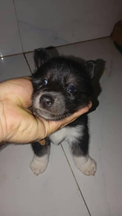 Siberian Husky Puppies for Sale