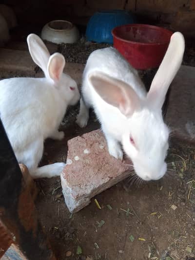 breader pair