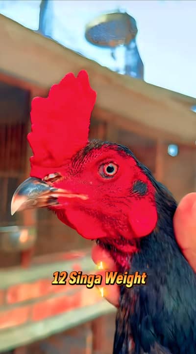 Pans pokay male available