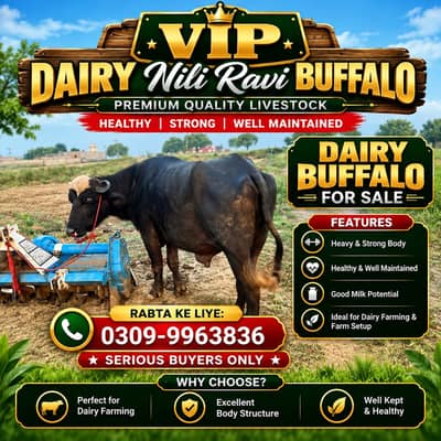 Nili Ravi Buffalo for Sale , 6 Years Dairy Buffalo , High Milk Buffalo