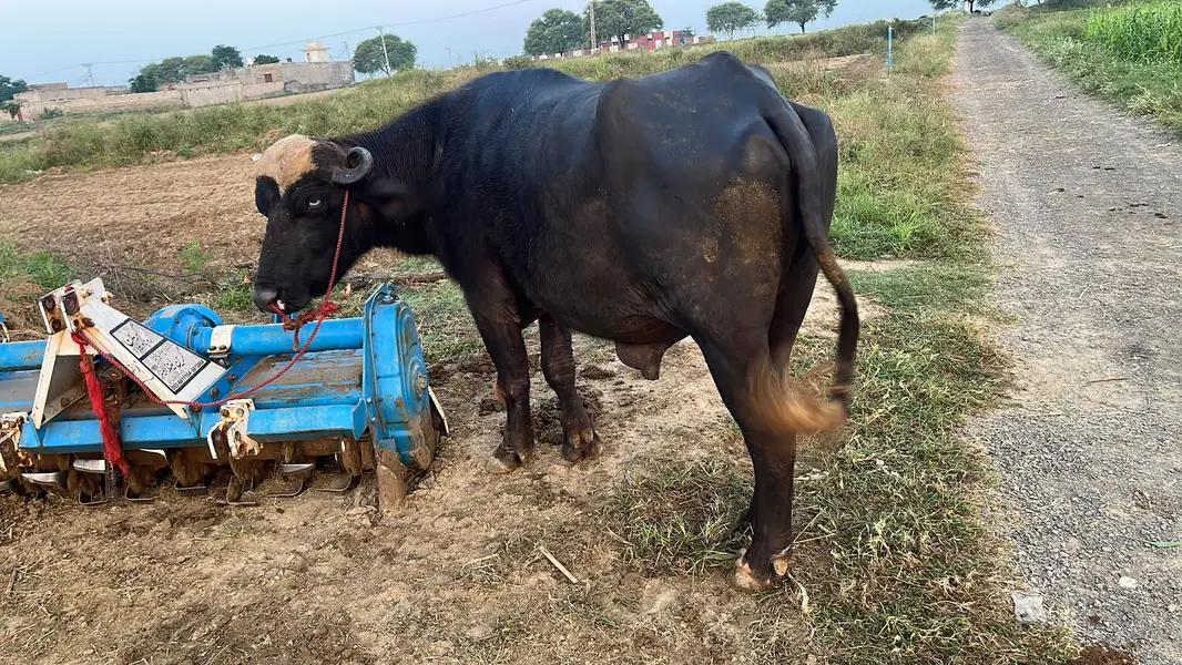 Nili Ravi Buffalo for Sale , 4 Years Dairy Buffalo , High Milk Buffalo — photo 2