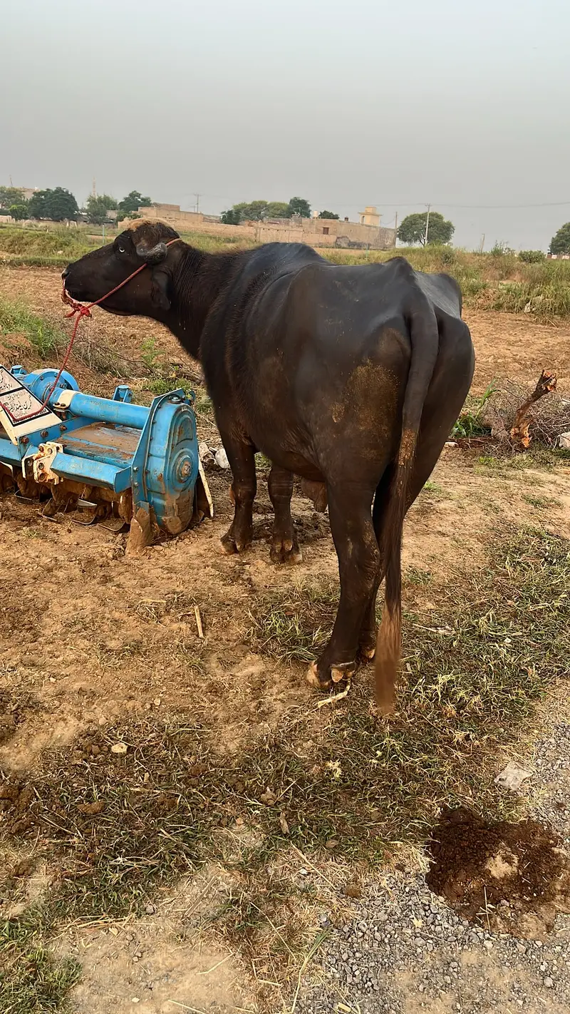 Nili Ravi Buffalo for Sale , 4 Years Dairy Buffalo , High Milk Buffalo — photo 3