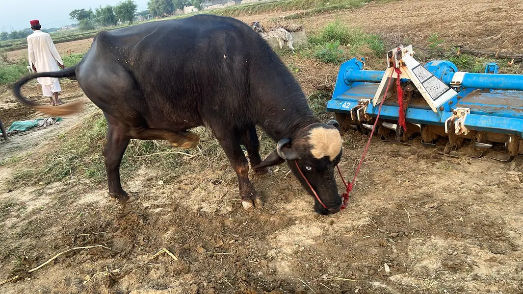 Nili Ravi Buffalo for Sale , 4 Years Dairy Buffalo , High Milk Buffalo — photo 4