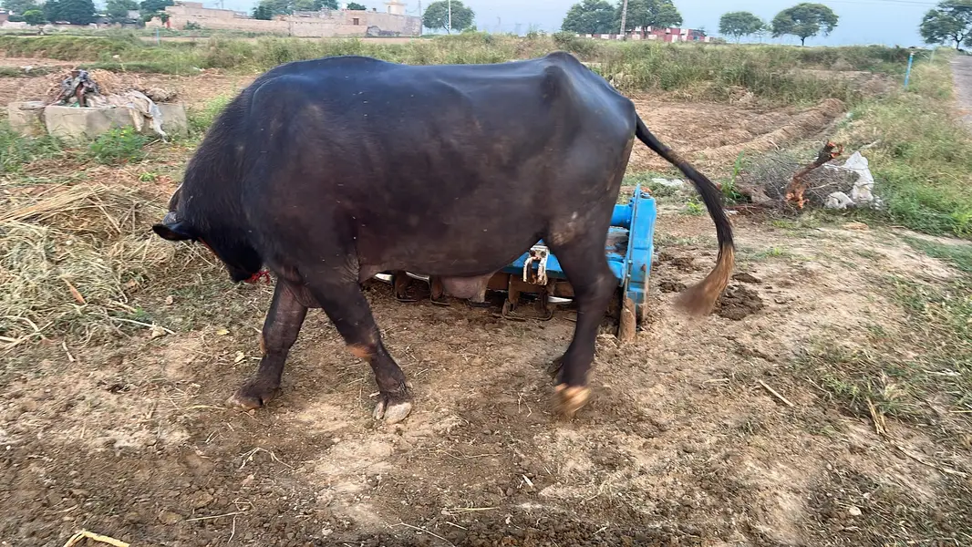 Nili Ravi Buffalo for Sale , 4 Years Dairy Buffalo , High Milk Buffalo — photo 5