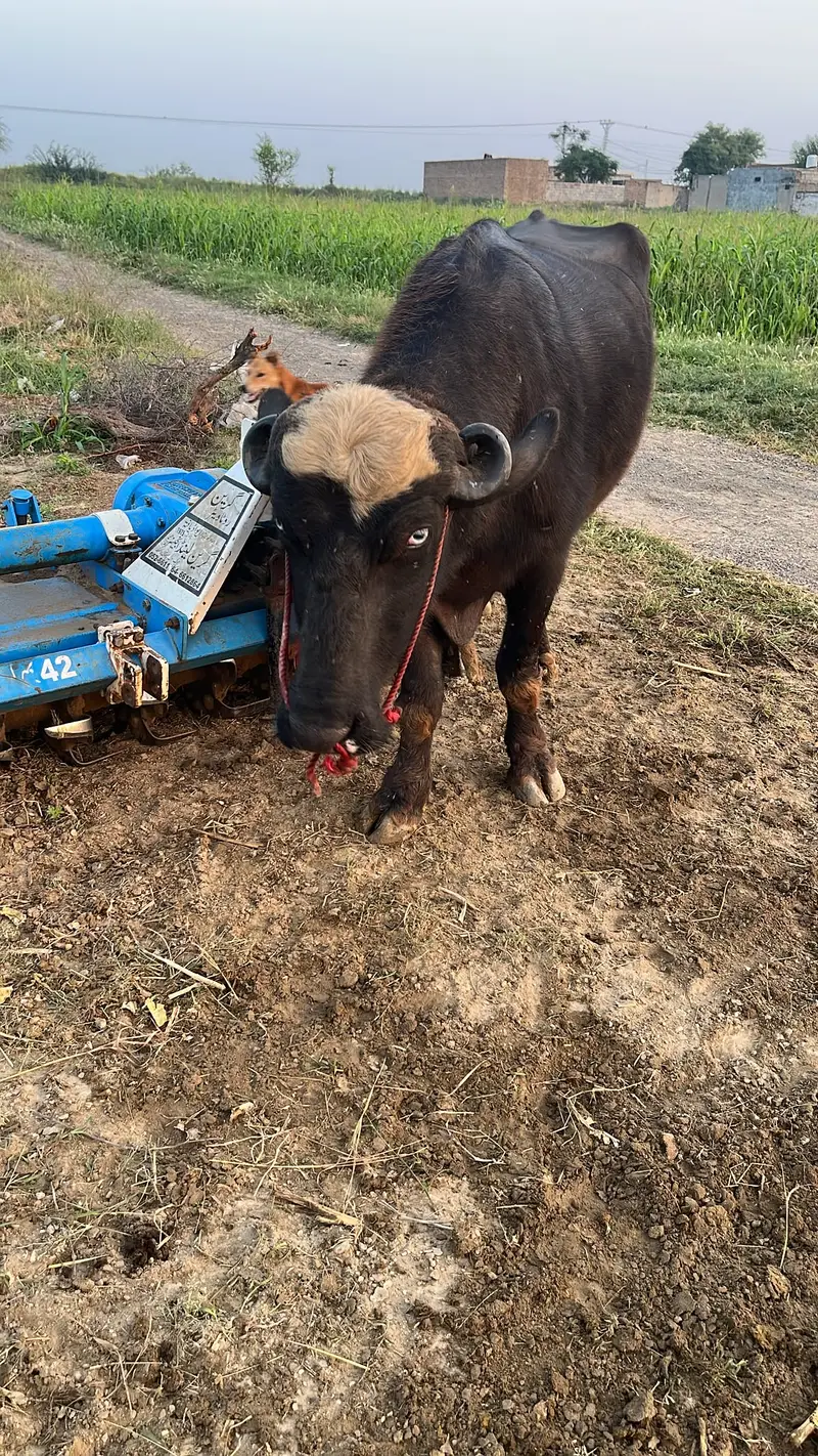 Nili Ravi Buffalo for Sale , 4 Years Dairy Buffalo , High Milk Buffalo — photo 6