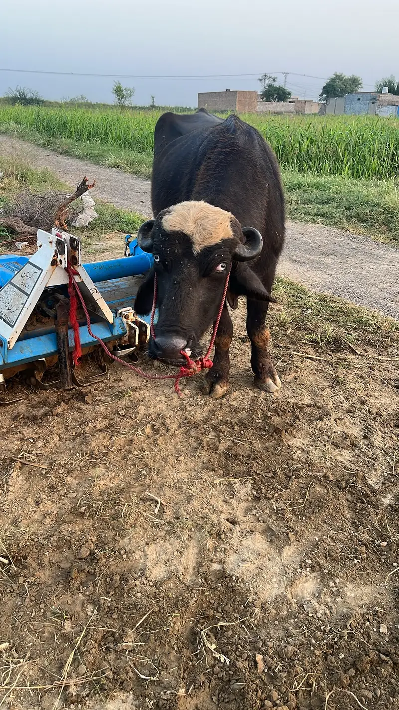 Nili Ravi Buffalo for Sale , 4 Years Dairy Buffalo , High Milk Buffalo — photo 7