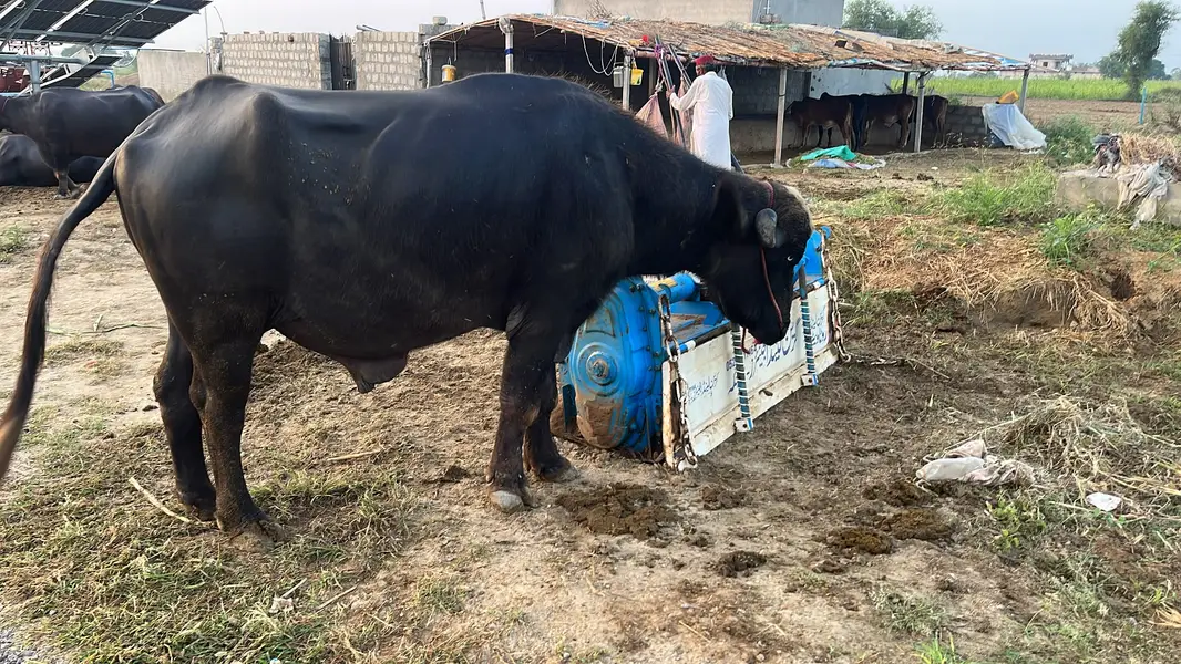 Nili Ravi Buffalo for Sale , 4 Years Dairy Buffalo , High Milk Buffalo — photo 8