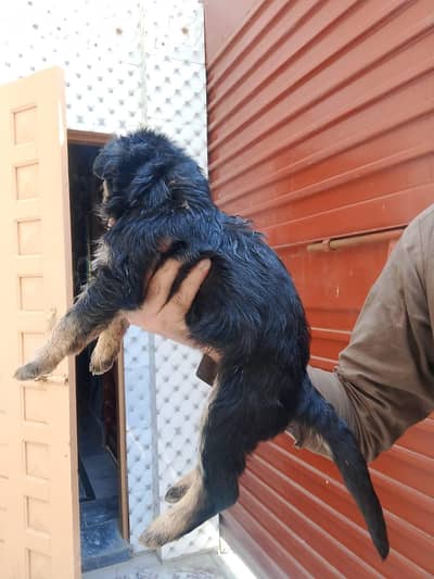 German shepherd heavy bone male and femalespuppy