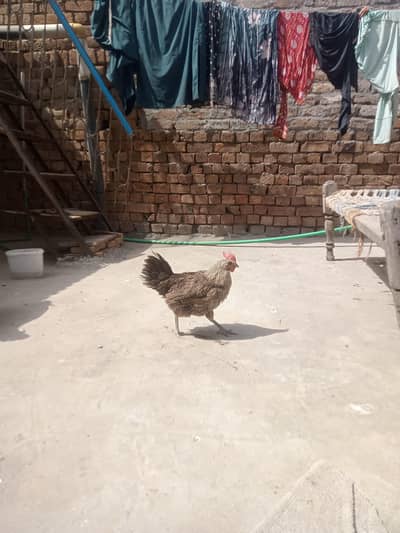 جس بھائی نے لینا ہے صرف وہی رابطہ کریں