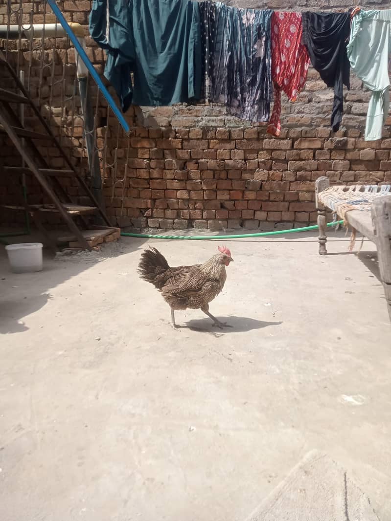 جس بھائی نے لینا ہے صرف وہی رابطہ کریں 0