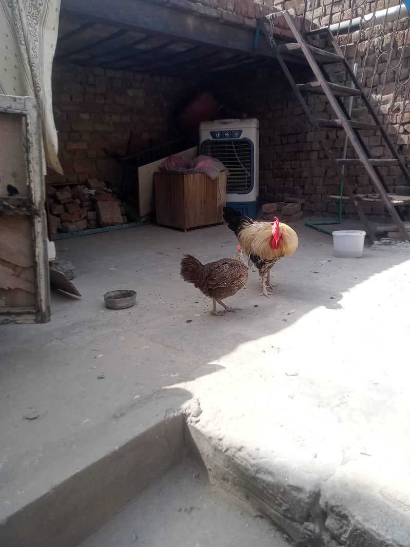 جس بھائی نے لینا ہے صرف وہی رابطہ کریں 2