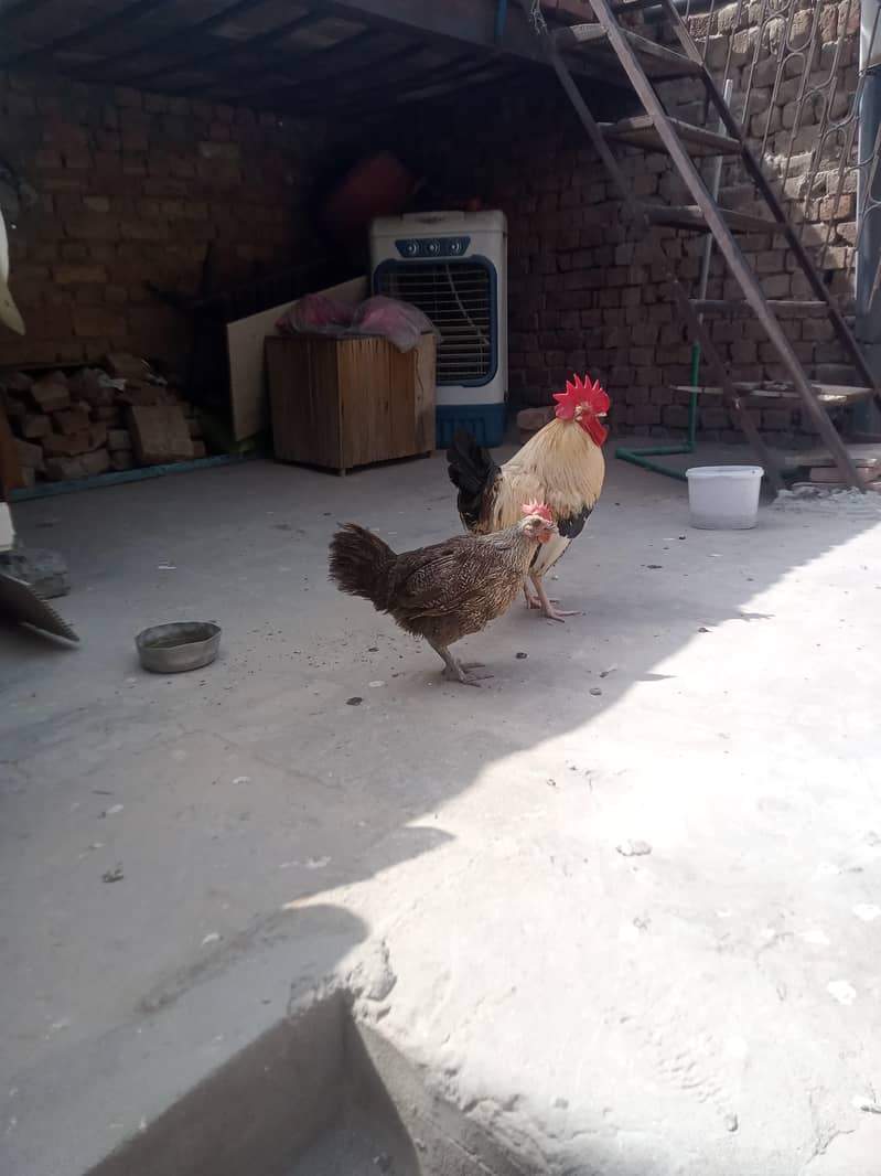 جس بھائی نے لینا ہے صرف وہی رابطہ کریں 3