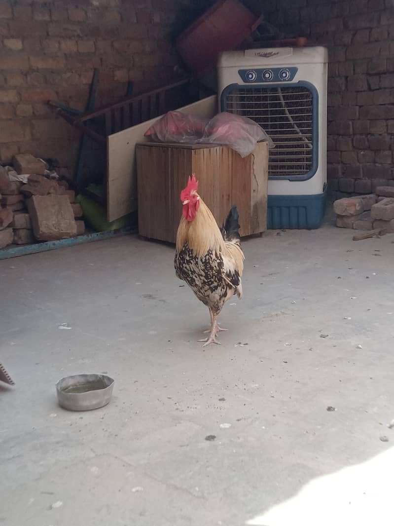 جس بھائی نے لینا ہے صرف وہی رابطہ کریں 5