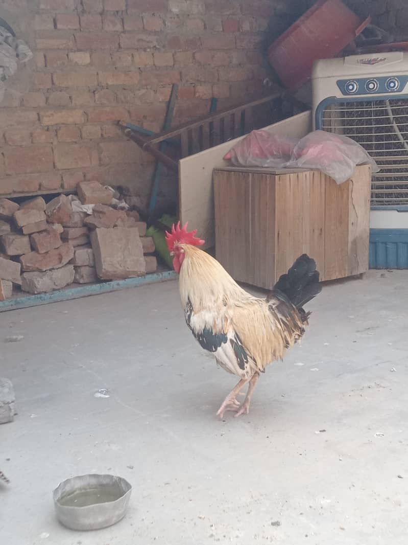 جس بھائی نے لینا ہے صرف وہی رابطہ کریں 6