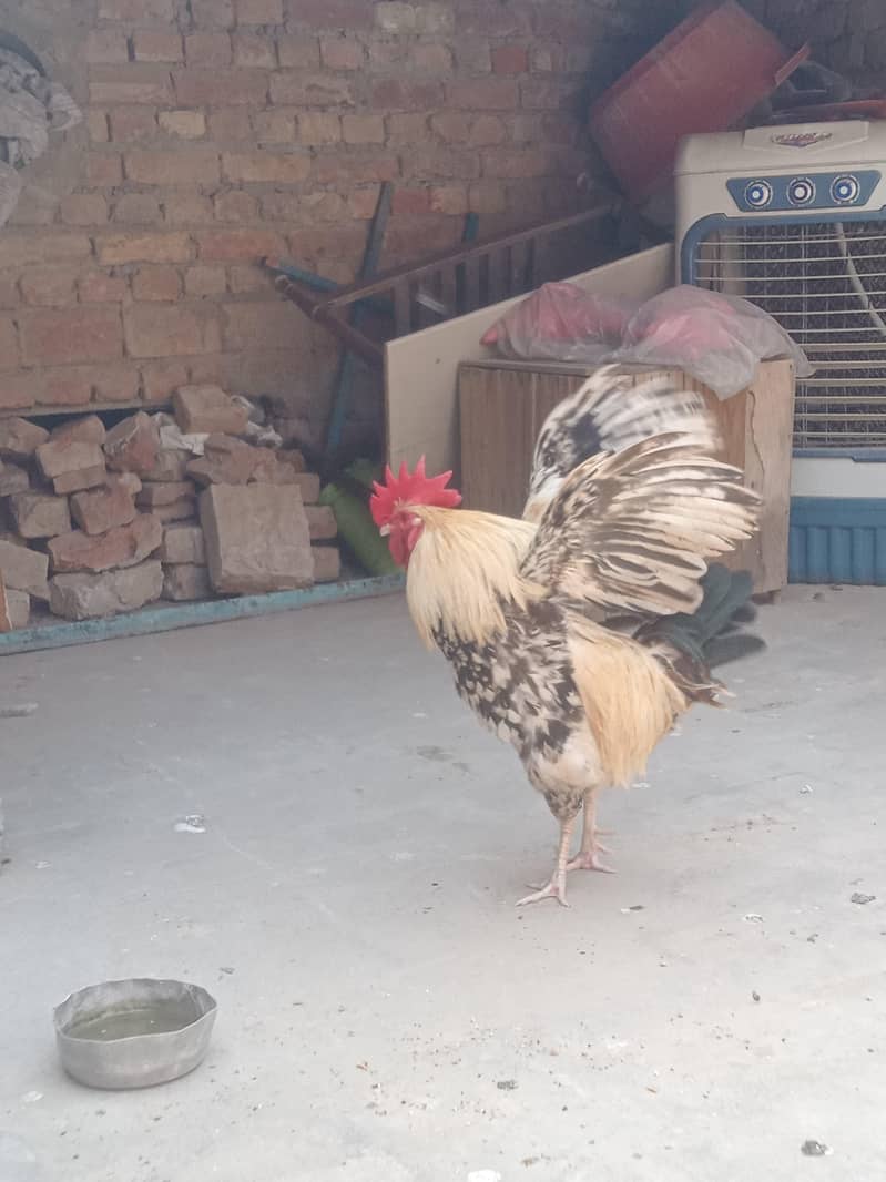 جس بھائی نے لینا ہے صرف وہی رابطہ کریں 7