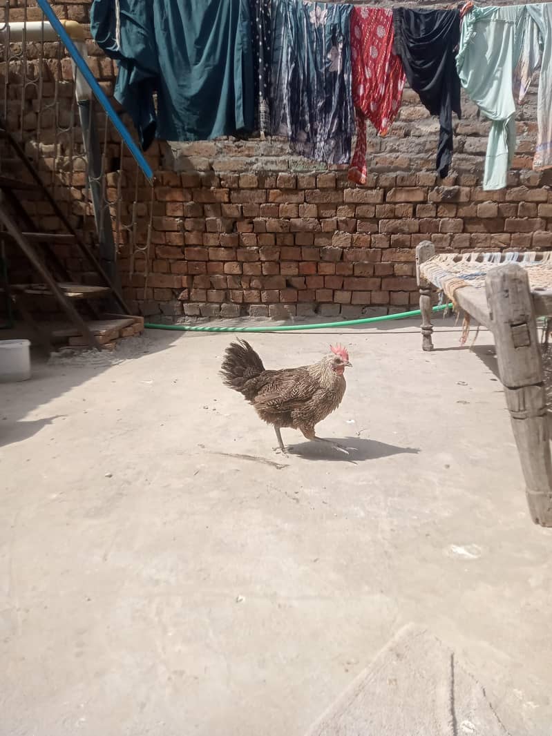 جس بھائی نے لینا ہے صرف وہی رابطہ کریں 8