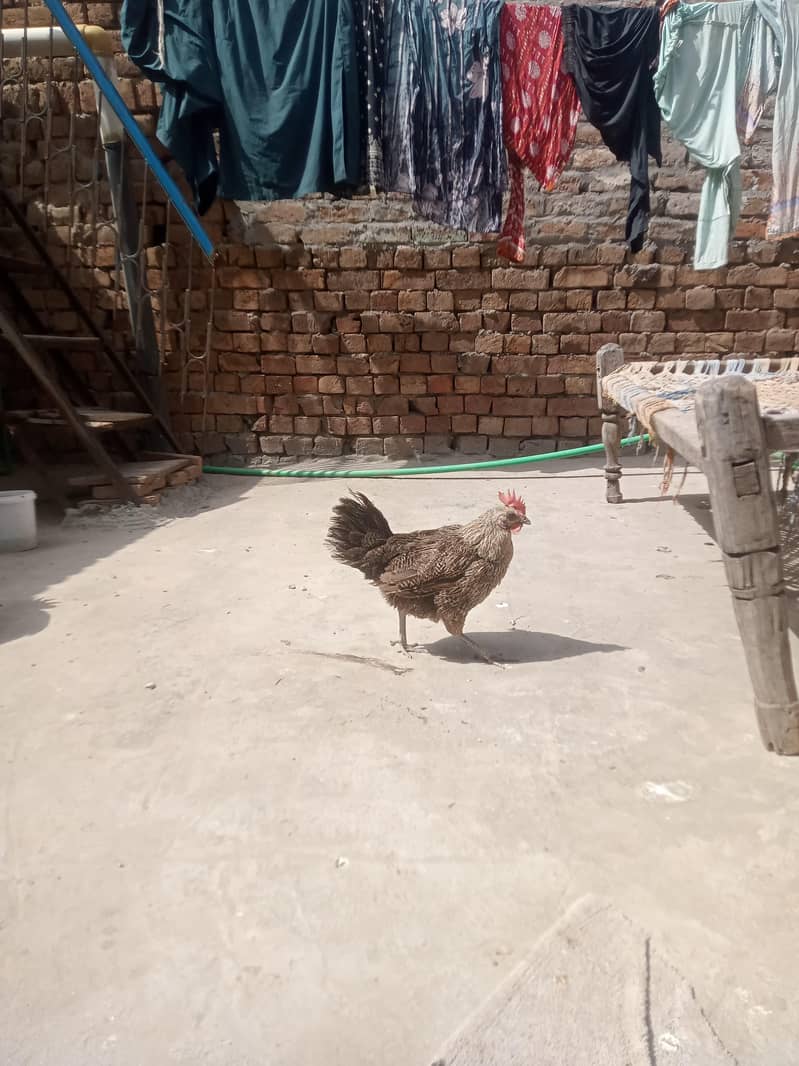جس بھائی نے لینا ہے صرف وہی رابطہ کریں 10