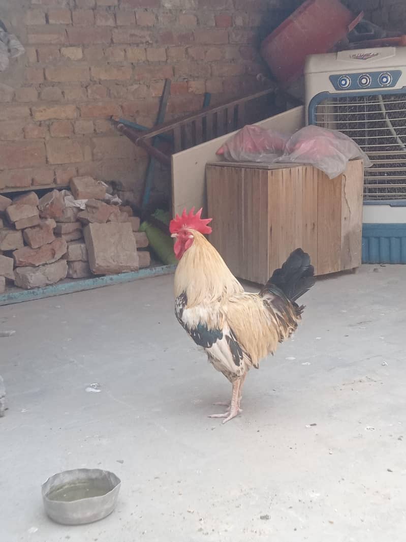 جس بھائی نے لینا ہے صرف وہی رابطہ کریں 11