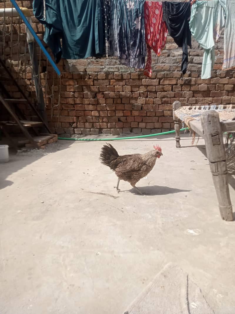 جس بھائی نے لینا ہے صرف وہی رابطہ کریں 12