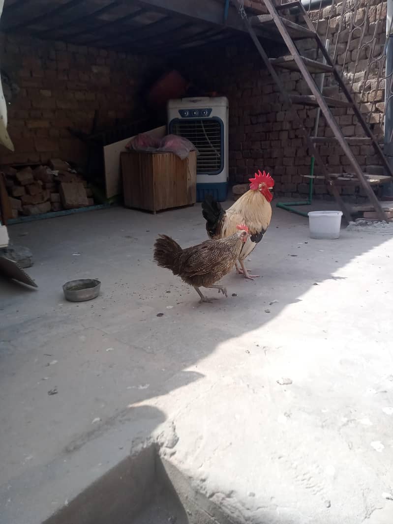 جس بھائی نے لینا ہے صرف وہی رابطہ کریں 13