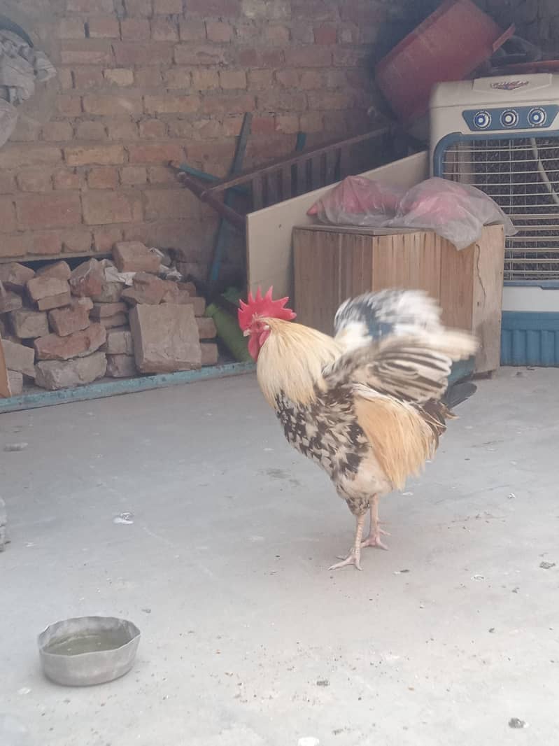 جس بھائی نے لینا ہے صرف وہی رابطہ کریں 15
