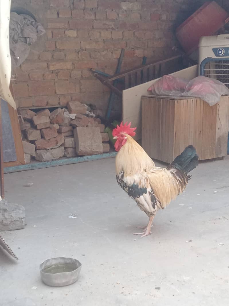 جس بھائی نے لینا ہے صرف وہی رابطہ کریں 17