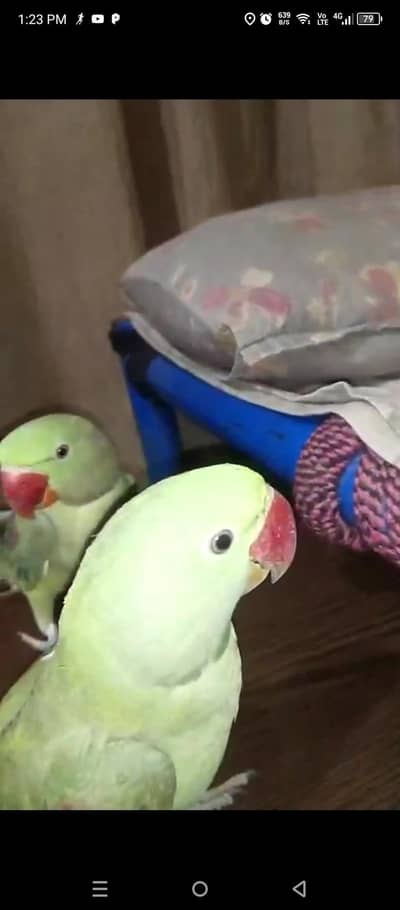 Raw Parrot For Sale.