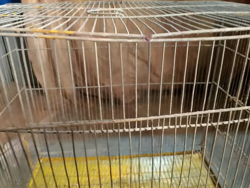 birds cage — photo 2