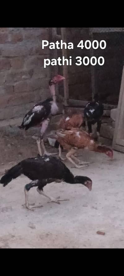 Aseel pair for sale
