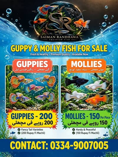 Guppy & Molly Fish