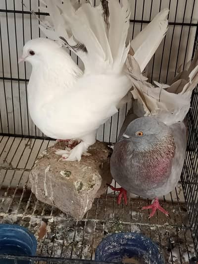 kabootar Pigeons