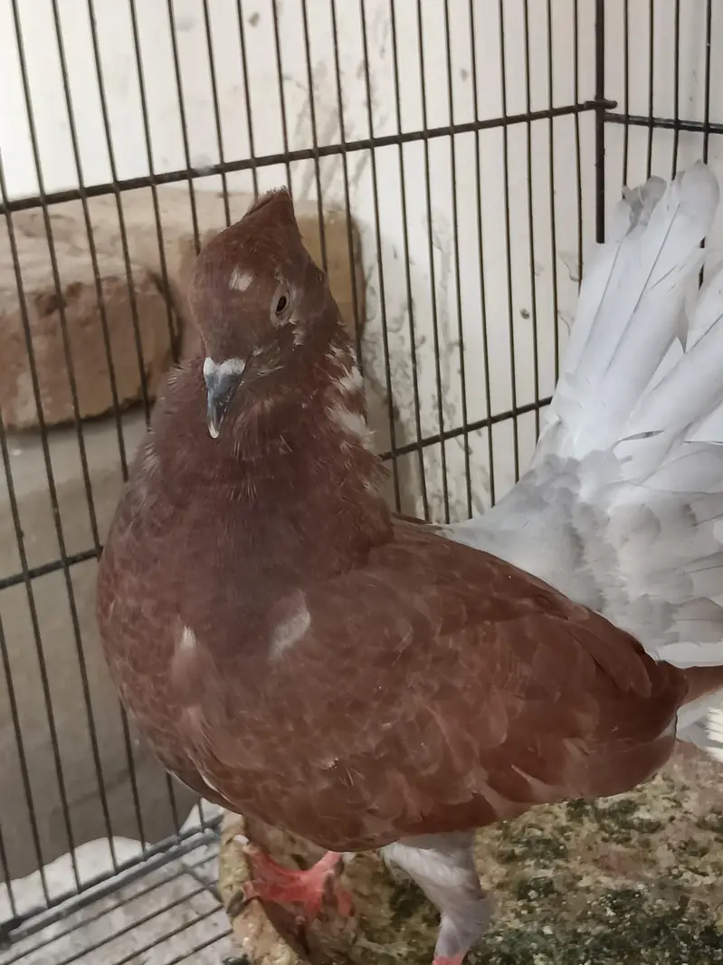 kabootar Pigeons — photo 2