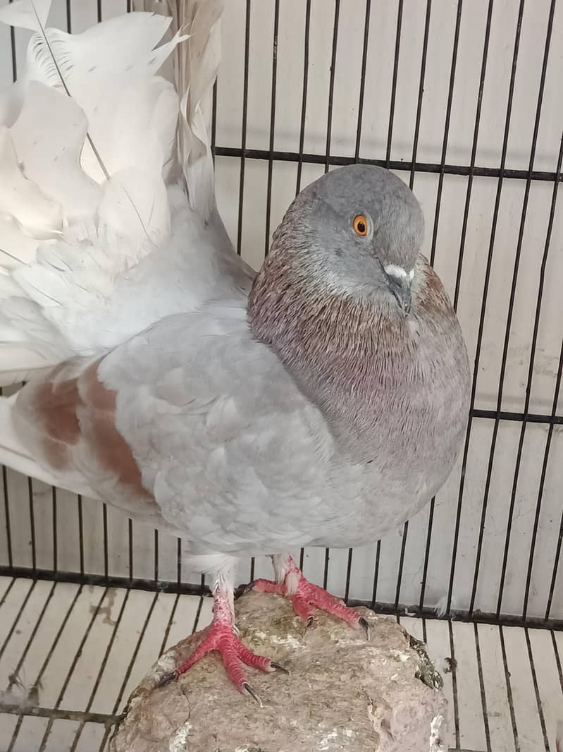 kabootar Pigeons 2