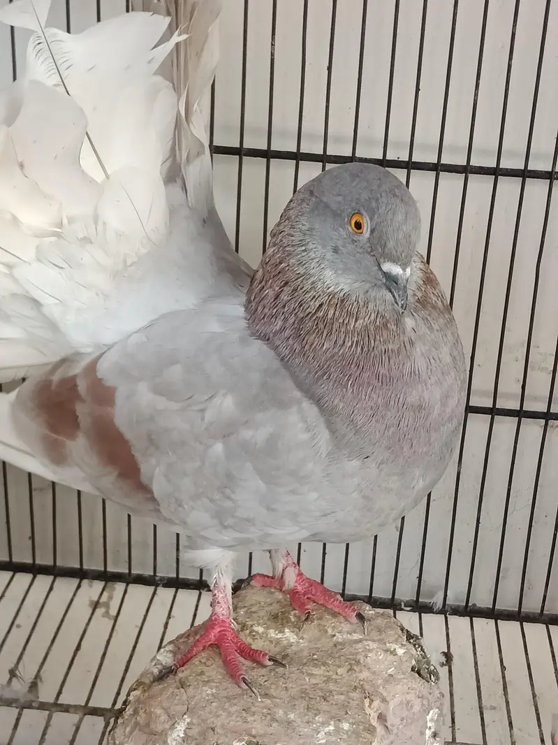 kabootar Pigeons — photo 3
