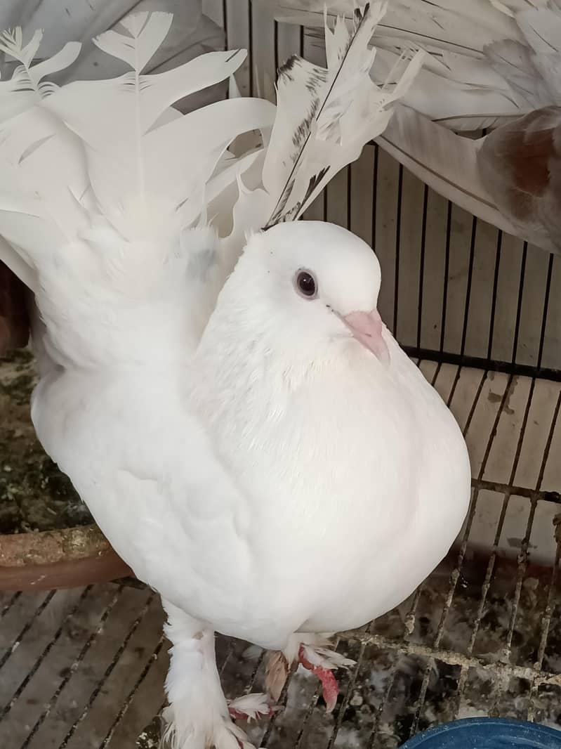kabootar Pigeons 3