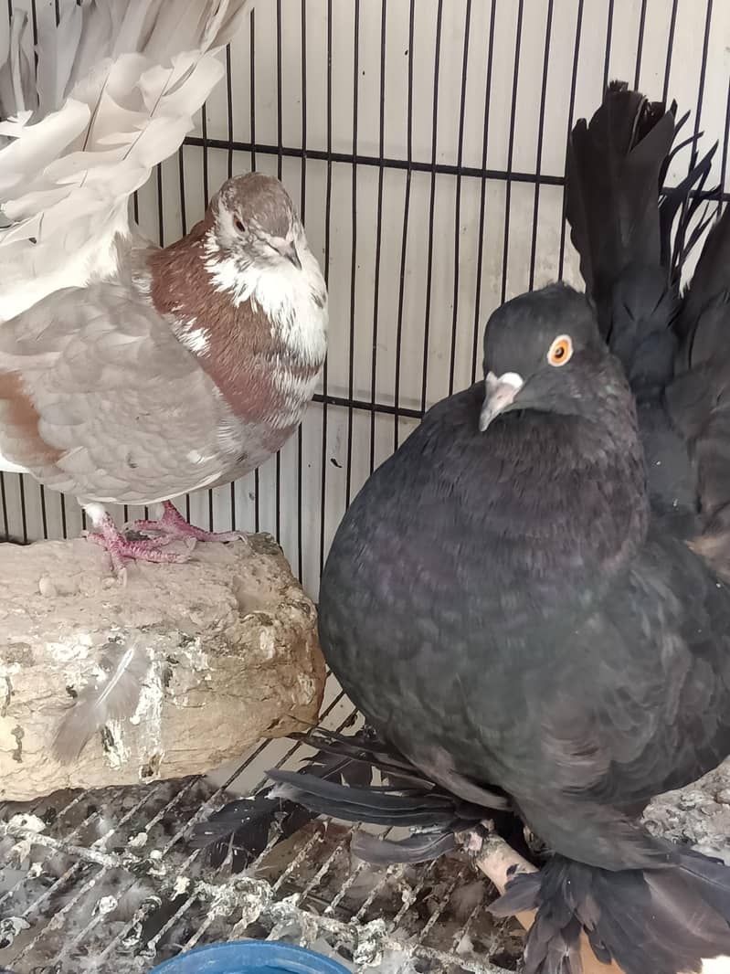 kabootar Pigeons 4
