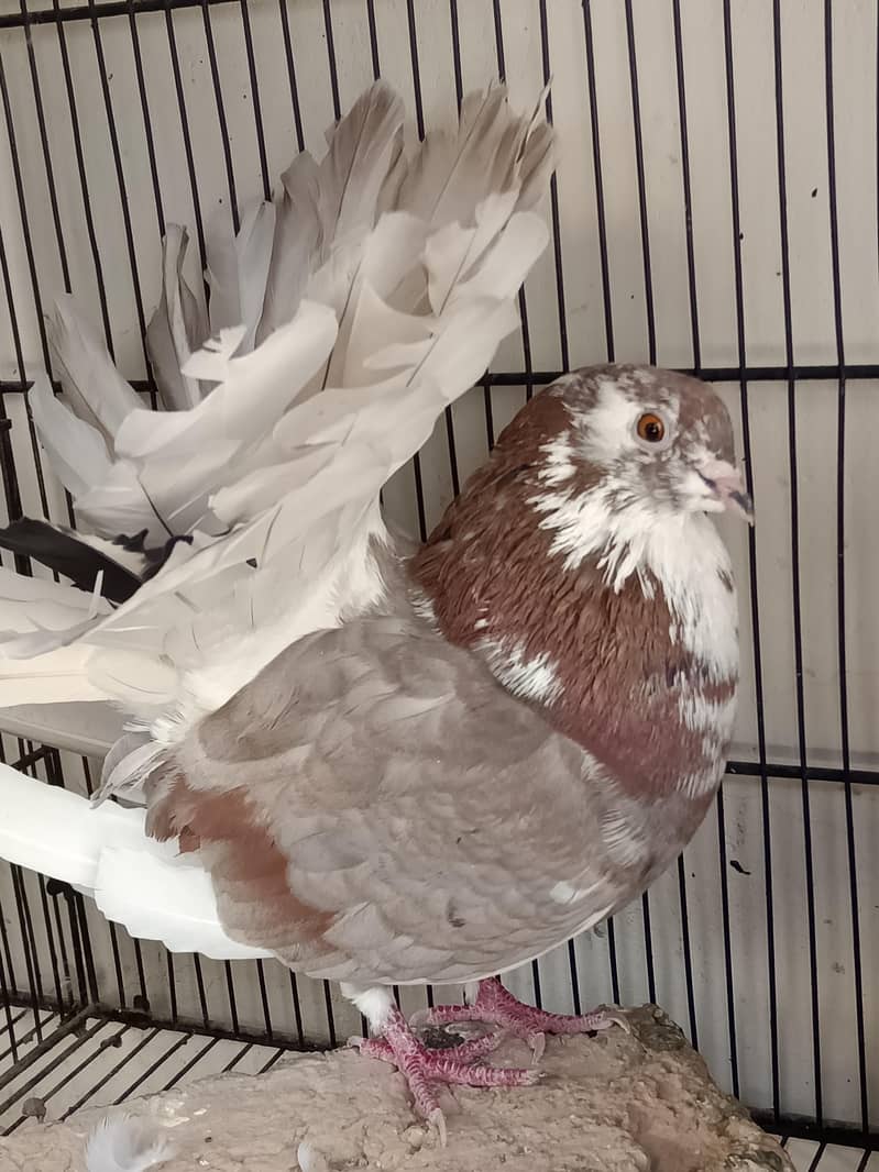 kabootar Pigeons 5