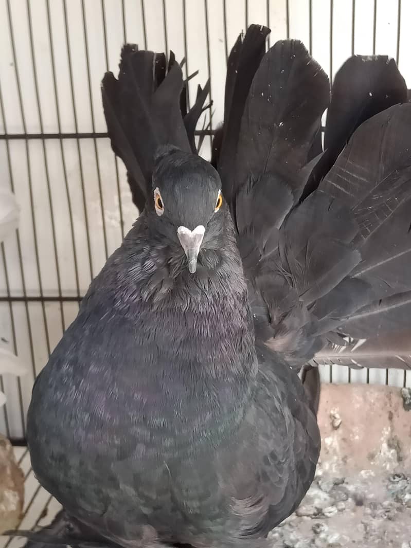 kabootar Pigeons 6
