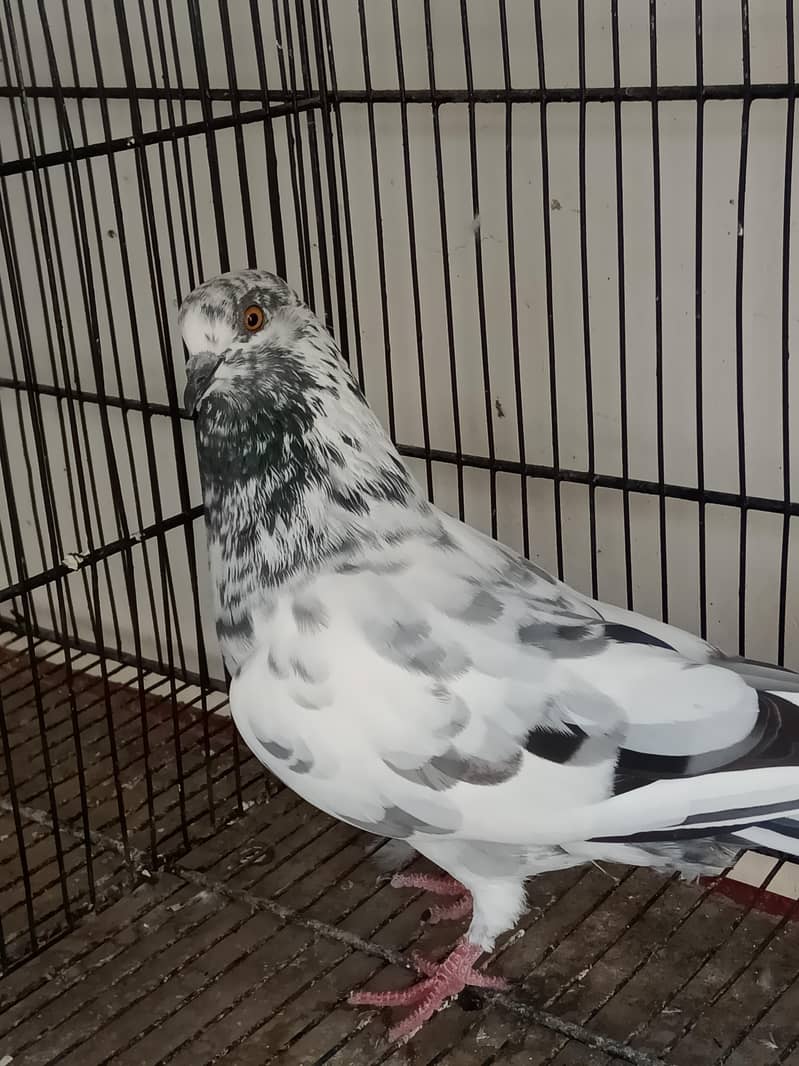 kabootar Pigeons 7