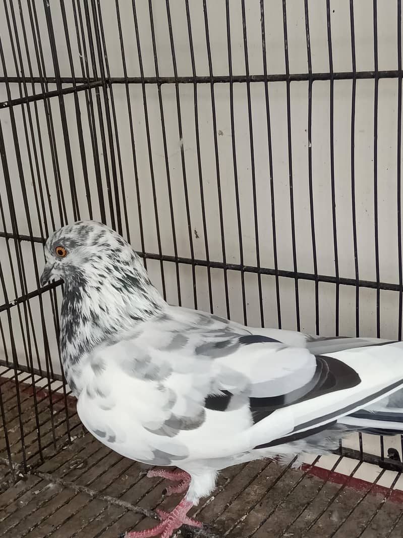 kabootar Pigeons 8