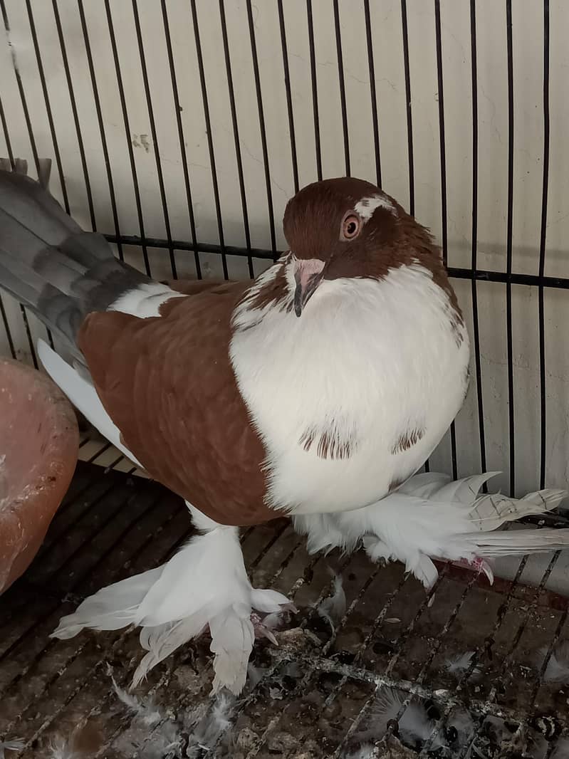 kabootar Pigeons 9
