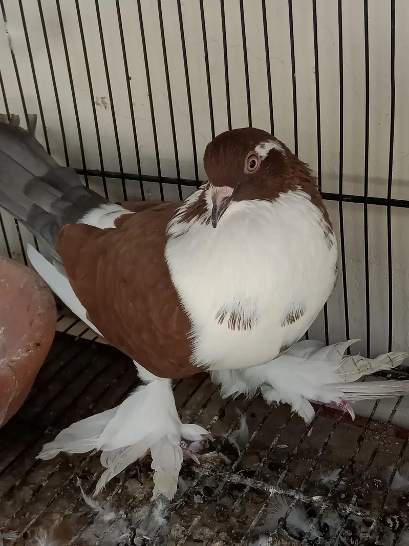 kabootar Pigeons — photo 7