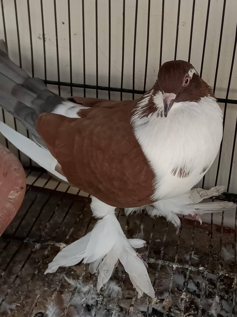 kabootar Pigeons 10