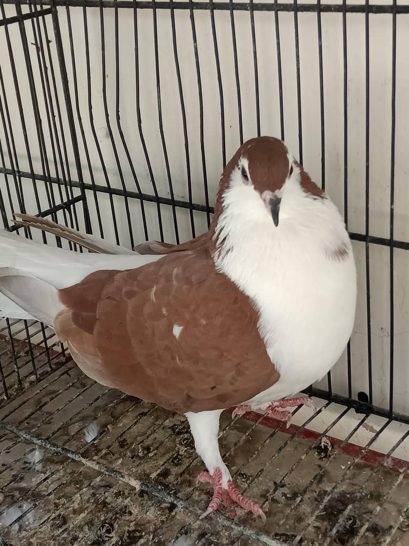 kabootar Pigeons 11